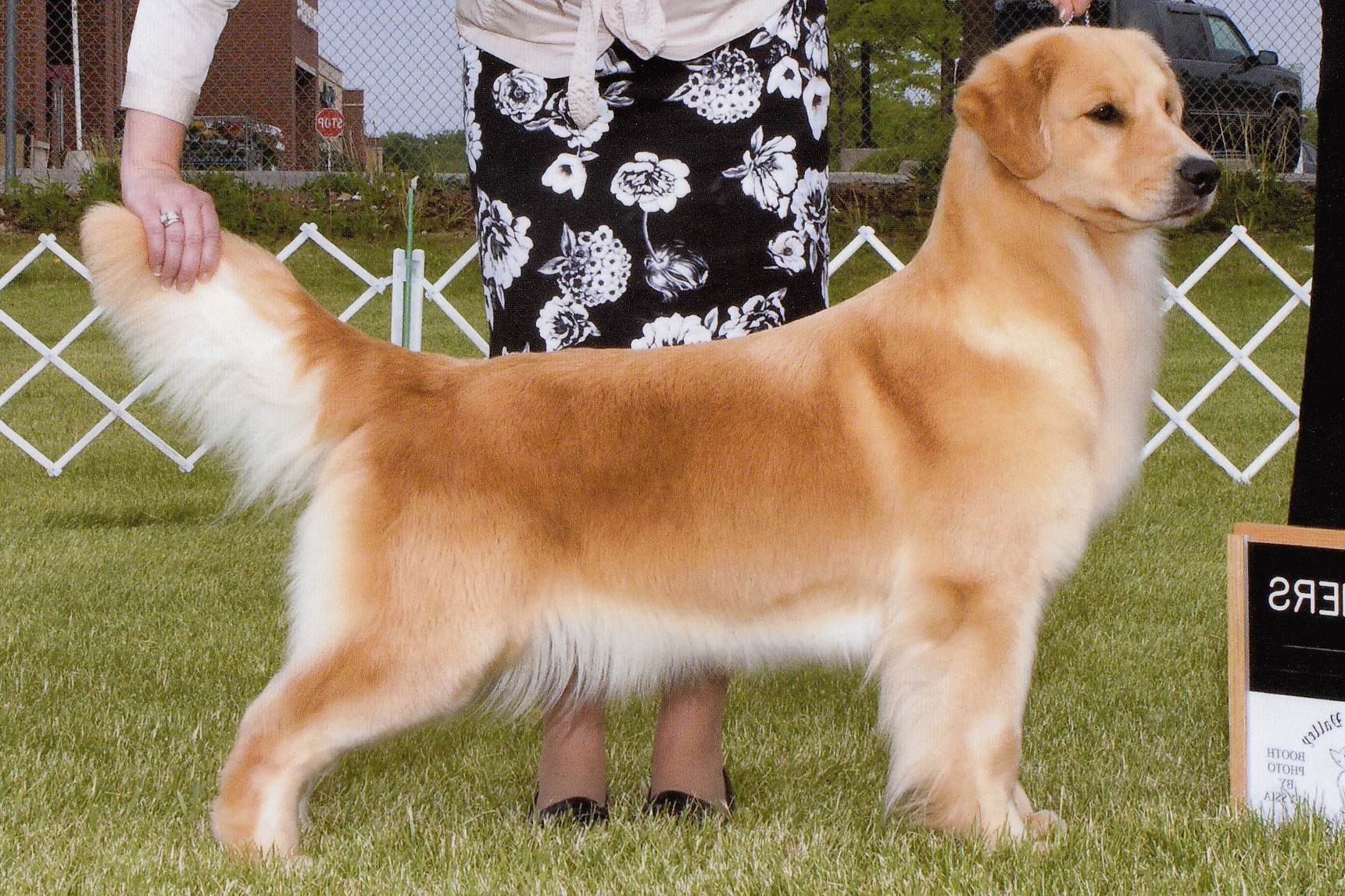 Sun Golden Golden Retrievers